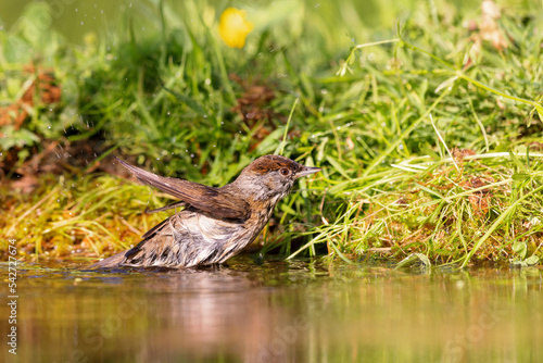 Eurasian blackcap (Sylvia atricapilla) sitting at a pond in spring. photo