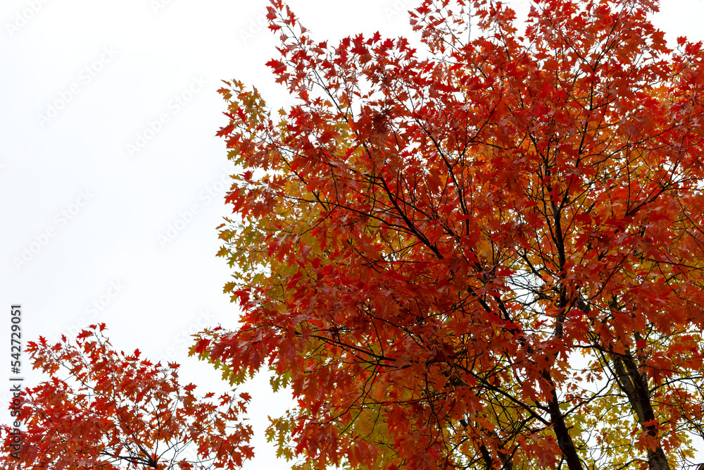 Beautiful oak in autumn colors