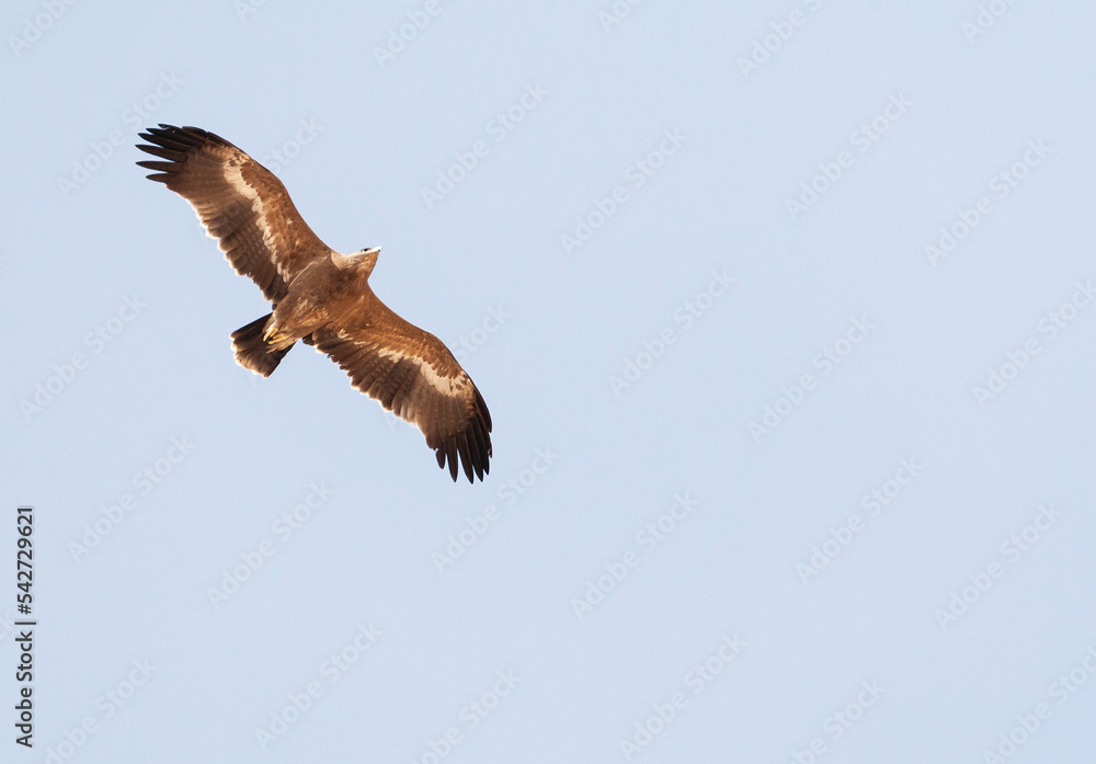 Steppearend, Steppe Eagle, Aquila nipalensis Steppearend, Steppe Eagle, Aquila nipalensis