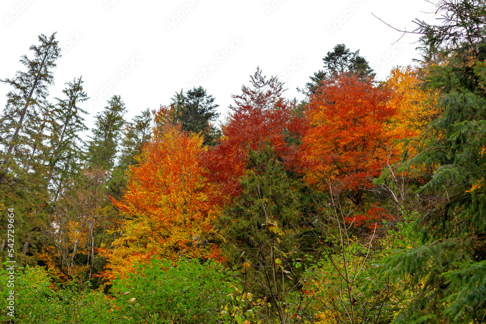 Autumn trees on the mountain slope Autumn trees on the mountain slope
