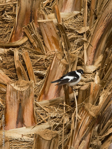 Balkanvliegenvanger, Semi-collared Flycatcher, Ficedula semitorquata photo