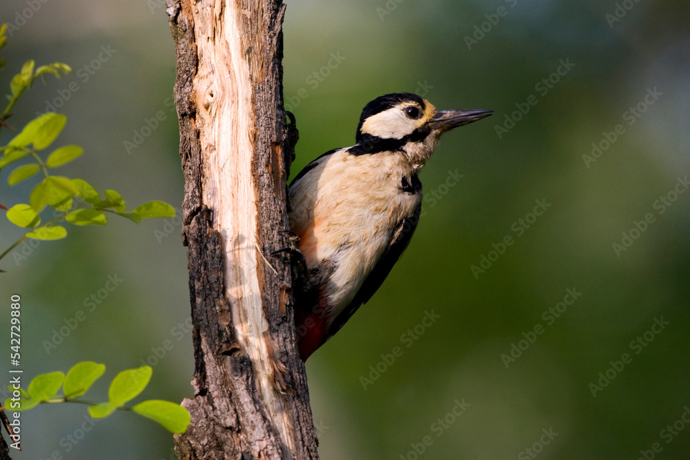 Obraz premium Grote Bonte Specht, Great Spotted Woodpecker, Dendrocopos major