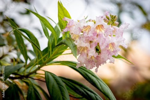 The Chitalpa or Pink Dawn a hybrid between Chilopsis and Catalpa, with beautiful pink striped flowers, photo taken in Utah, USA