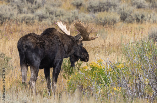 Fototapeta Naklejka Na Ścianę i Meble -  Bull Moose During the Fall Rut in Wyoming