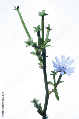 Cichorium intybus, L..common chicory