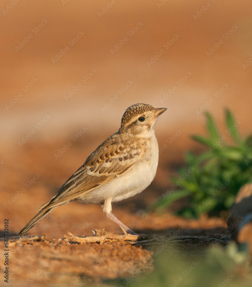 Kortteenleeuwerik, Short-toed Lark, Calandrella brachydactyla brachydactyla