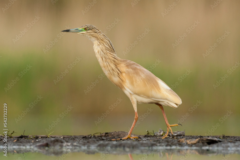 Ralreiger, Squacco Heron, Ardeola ralloides Ralreiger, Squacco Heron, Ardeola ralloides
