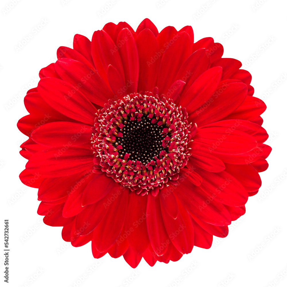 Red Gerbera flower close up isolated on white background Red Gerbera flower close up isolated on white background