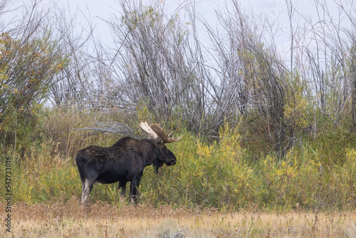 Fototapeta Naklejka Na Ścianę i Meble -  Bull Moose During the Fall Rut in Wyoming