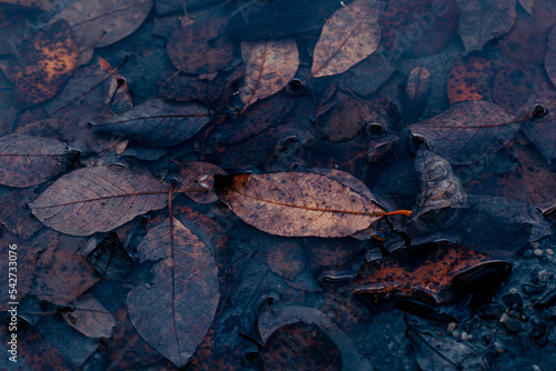 dark moody faded autumn leaf in water background, brown fall plants decay