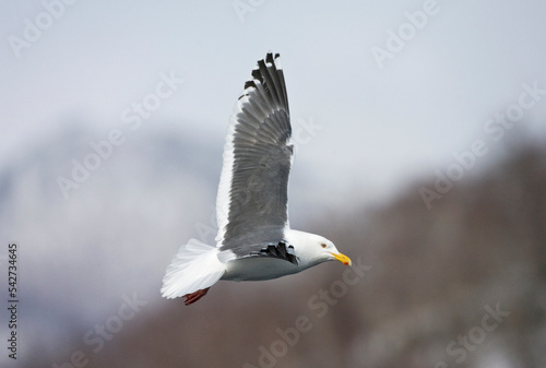 Kamtsjatkameeuw, Slaty-backed Gull, Larus schistisagus photo