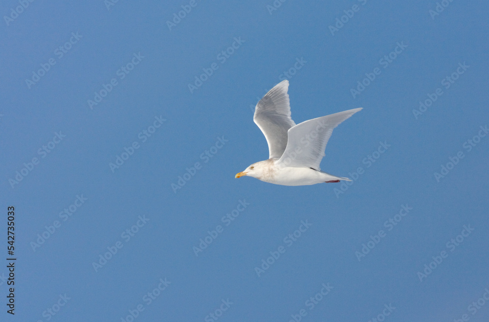 Obraz premium Glaucous Gull, Grote Burgemeester, Larus hyperboreus