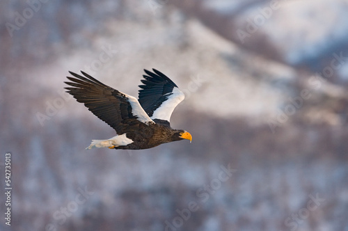 Stellers Sea-eagle adult flying; Steller-zeearend volwassen vliegend
