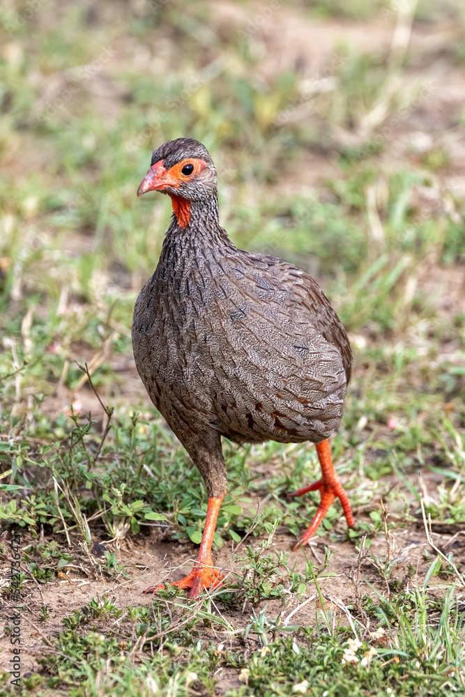 Adult red-neck spurfowl, pternistis afer, in the grasslands of the Masai Mara, kenya. Front profile