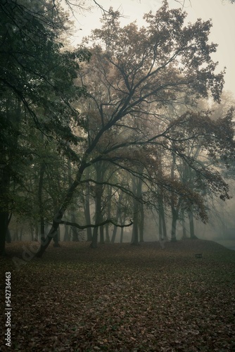 Fototapeta Pochyłe drzewo