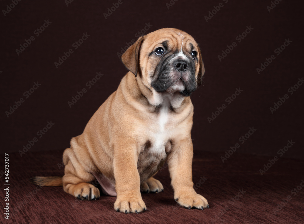 Cute funny continental bulldog puppy Cute funny continental bulldog puppy