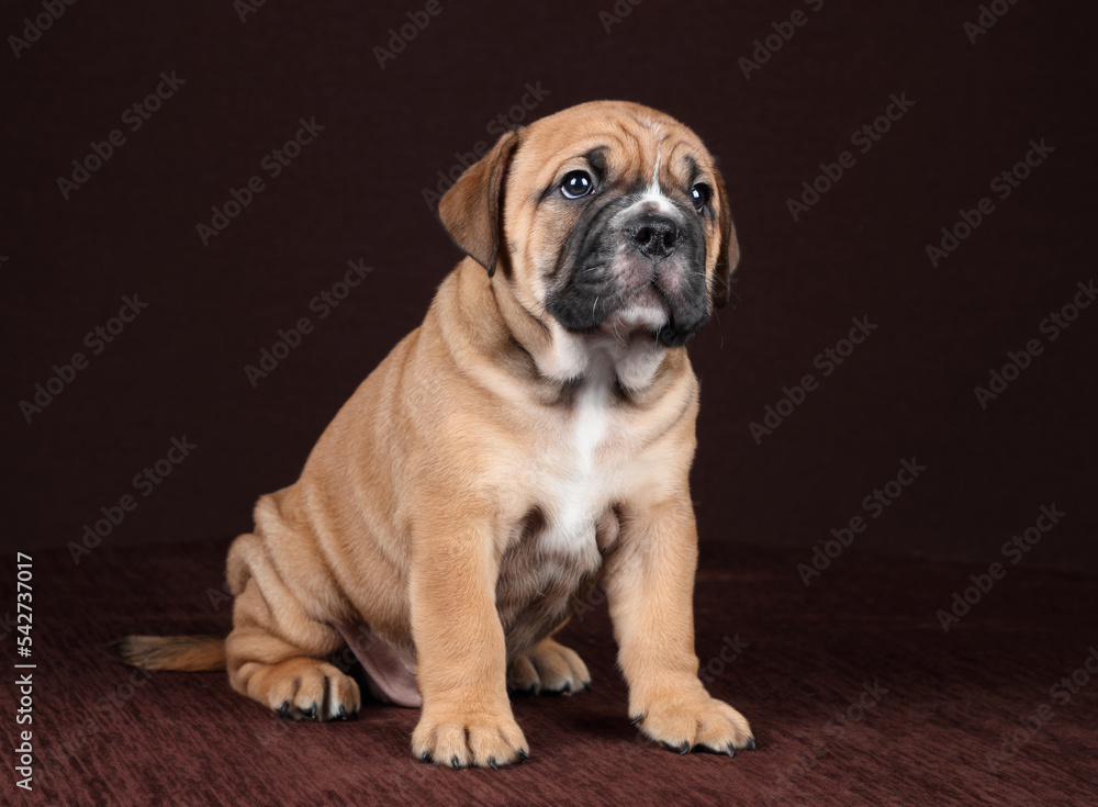 Cute funny continental bulldog puppy