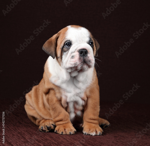 Cute funny continental bulldog puppy