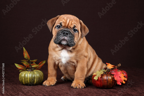 Cute funny continental bulldog puppy with pumpkins