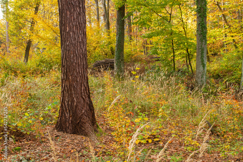Leśny krajobraz jesienną porą