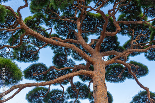 護国寺　松の木　文京区　