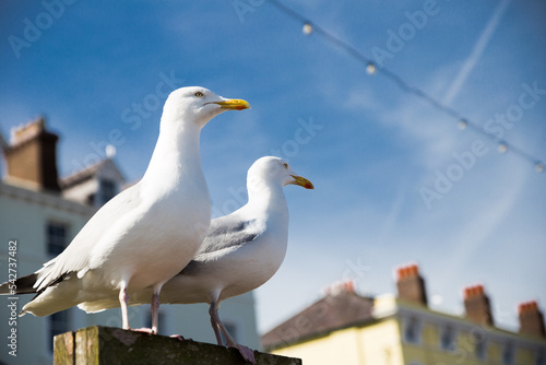 Two white birds against white building on statue.