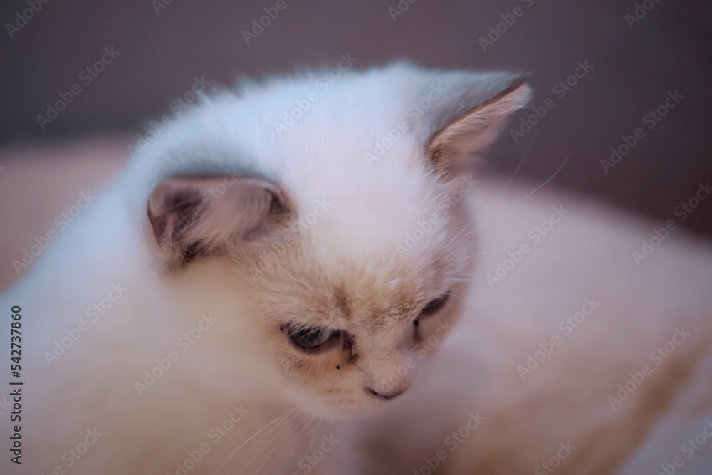 Portrait einer Hauskatze, einer Katze welche als Haustier gehalten wird.

