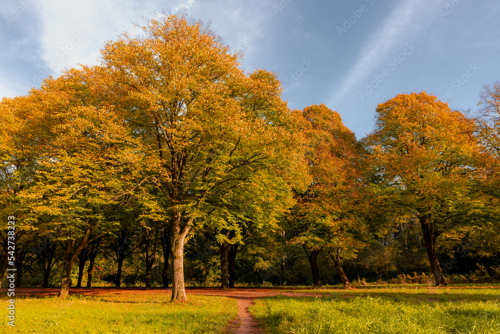 Landscape view of small street with colourful trees in fall, Golden yellow and orange leaves with soft sunlight in the afternoon, Nature path with tree trunks along the road, Nature autumn background.