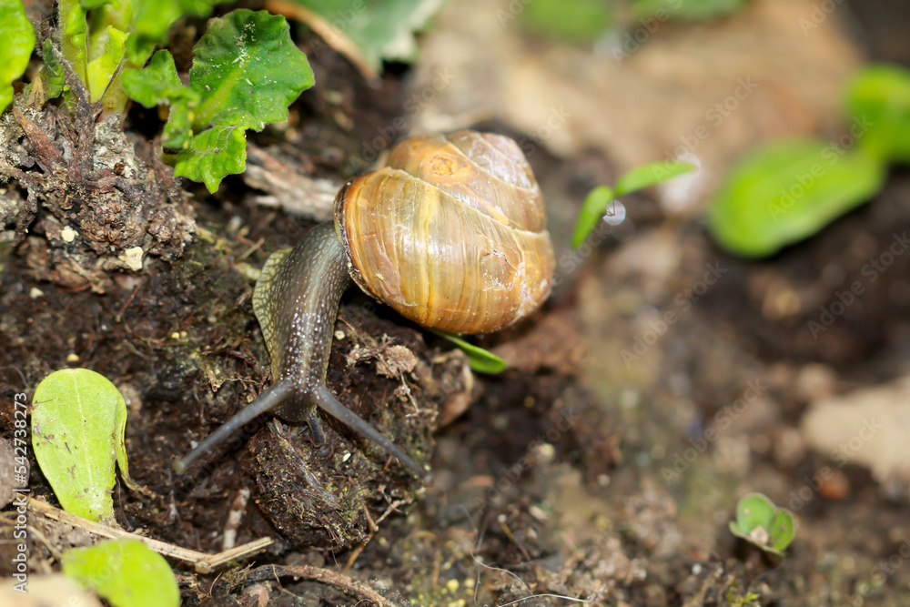 Eine kleine Bänderschnecke kriecht durch ein Beet. Eine kleine Bänderschnecke kriecht durch ein Beet.