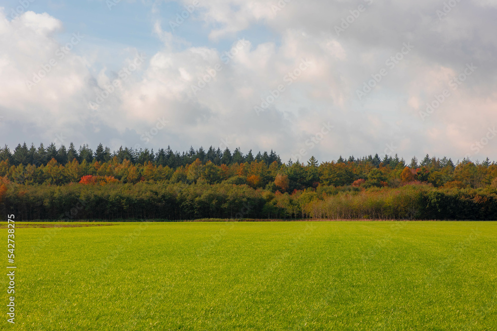 Fototapeta premium Landscape with view of green meadow and the wood under blue sky and white clouds, Grass field and the forest with orange, yellow or red colour in Autumn, Countryside of Netherlands, Nature background.
