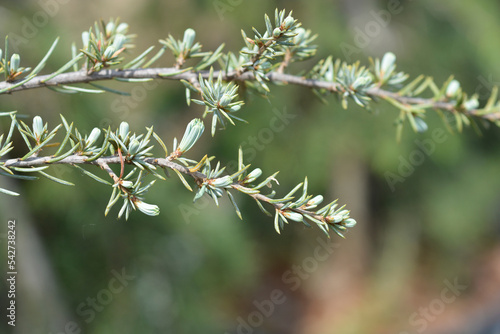 Weeping Blue atlas cedar