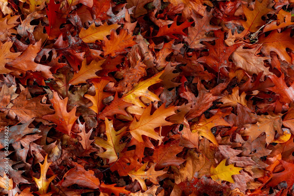 Selective focus of red brown leaves fallen from the tree on the ground in fall, Colourful dried leaf on the floor with free copy space for your text, Nature Autumn texture pattern background. Selective focus of red brown leaves fallen from the tree on the ground in fall, Colourful dried leaf on the floor with free copy space for your text, Nature Autumn texture pattern background.