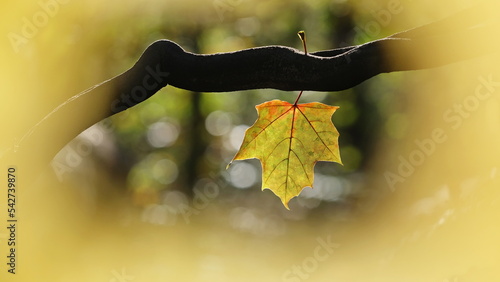 Wallpaper Mural Ein Blatt von Spitzahorn (Acer platanoides) in Herbstfarben hängt an einem dunklem Ast umgeben von unscharfen Hintergrund mit Bokeh. Torontodigital.ca