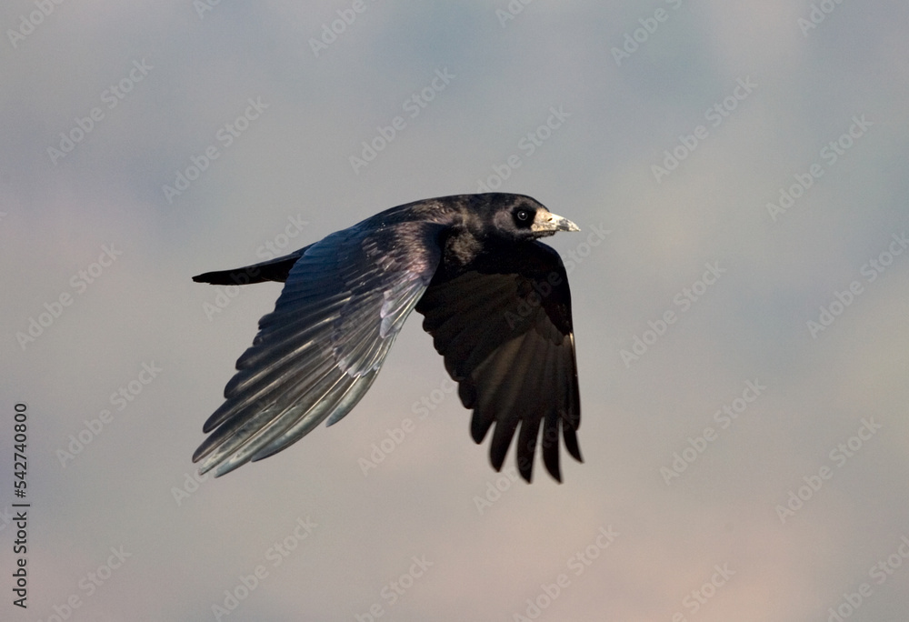 Rook, Roek, Corvus frugilegus