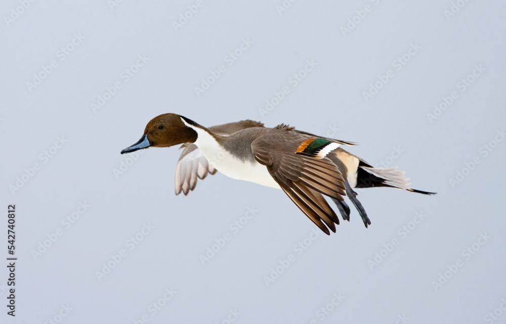 Northern Pintail, Pijlstaart, Anas acuta