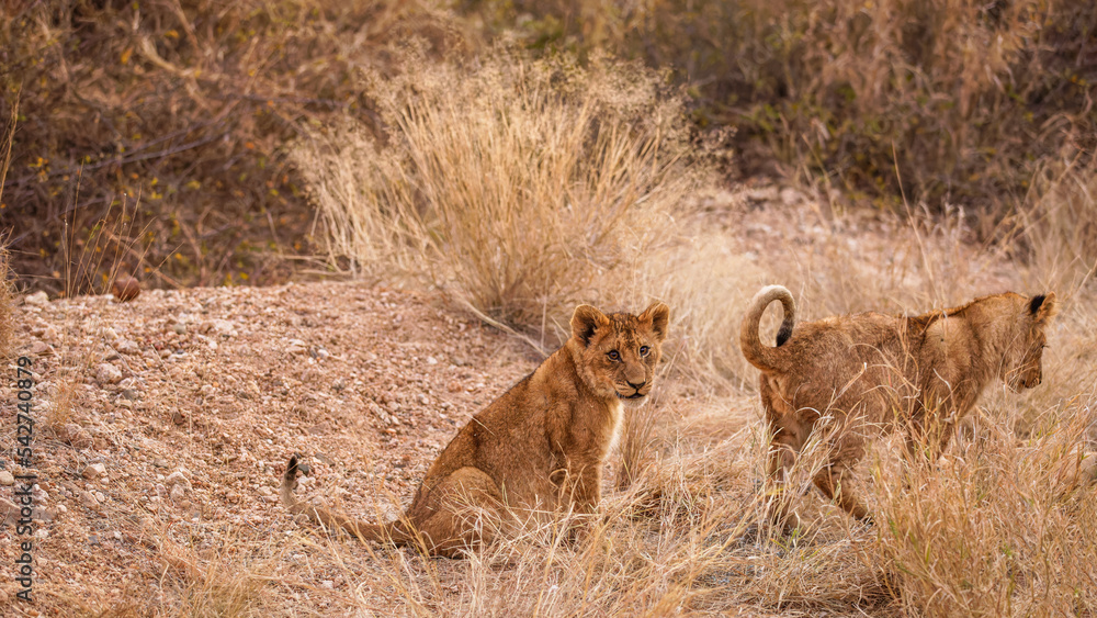 Young lion cubs ( Panthera Leo) playing, Timbavati Game Reserve, South Africa. Young lion cubs ( Panthera Leo) playing, Timbavati Game Reserve, South Africa.