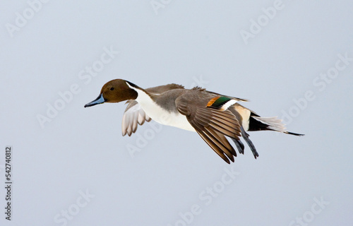 Obraz na płótnie Northern Pintail, Pijlstaart, Anas acuta w salonie