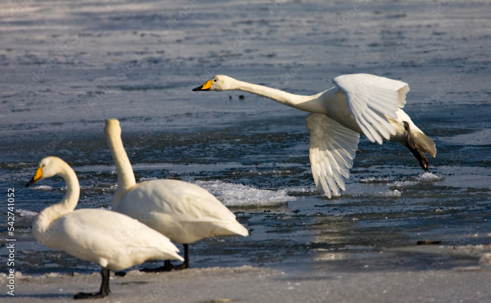 Whooper Swan, Wilde zwaan, Cygnus cygnus Whooper Swan, Wilde zwaan, Cygnus cygnus