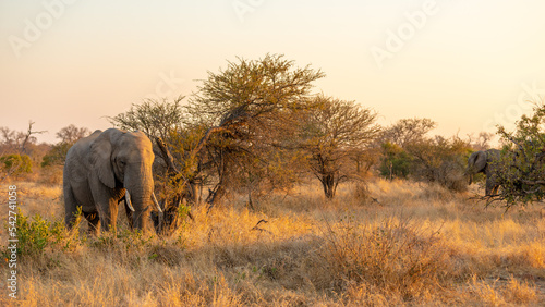 Female elephant (Loxodonta africana) feeding in beautiful morning light, Timbavati Game Reserve, South Africa.