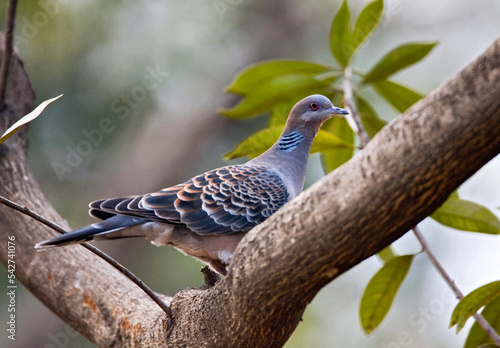 Oriental Turtle-Dove, Oosterse Tortel, Streptopelia orientalis photo