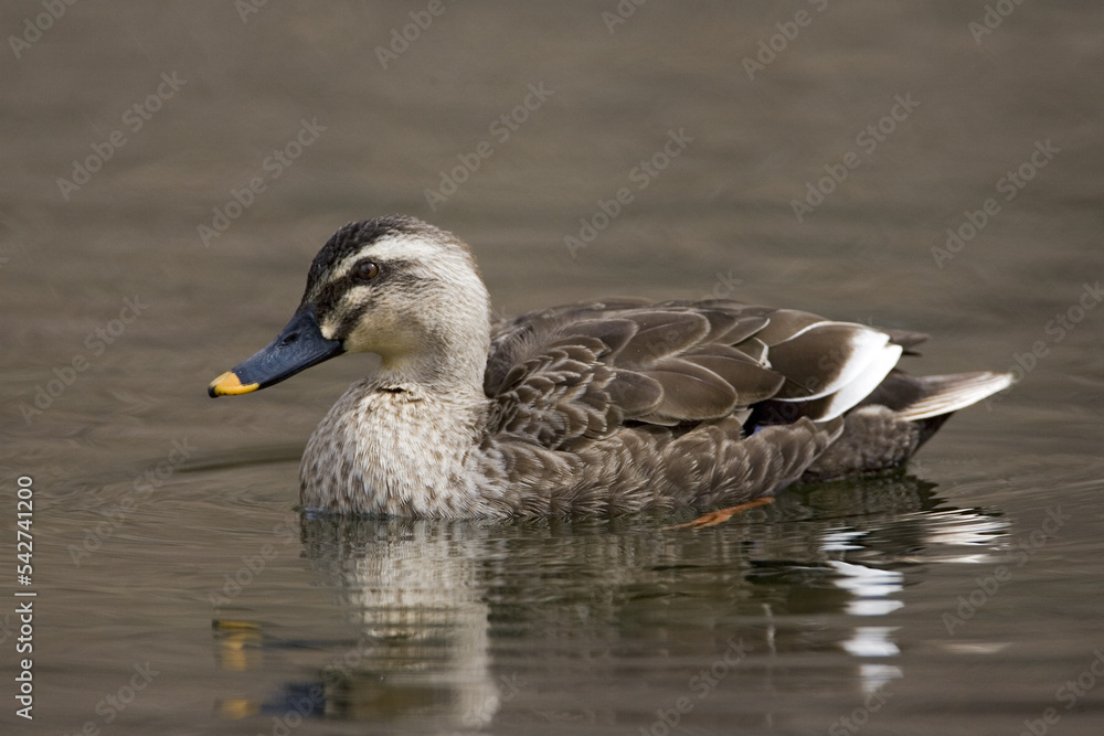 Eastern Spot-billed Duck, Oostelijke Vlekbekeend, Anas zonorhyncha Eastern Spot-billed Duck, Oostelijke Vlekbekeend, Anas zonorhyncha