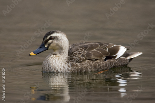 Eastern Spot-billed Duck, Oostelijke Vlekbekeend, Anas zonorhyncha