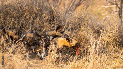 A pack of african wild dog pups ( Lycaon Pictus) stealing food, Timbavati Game Reserve, South Africa. photo