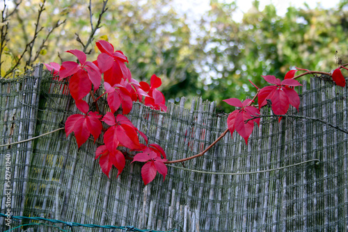Wallpaper Mural Buntes Herbstlaub Torontodigital.ca