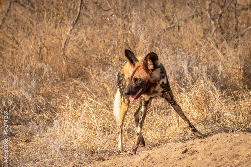 African wild dog with bloody head ( Lycaon Pictus) in the morning sun, Timbavati Game Reserve, South Africa.