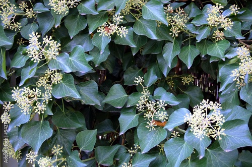 Wallpaper Mural Buntes Herbstlaub Torontodigital.ca