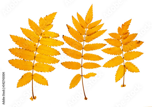 Three bright yellow mountain ash leaf sets with small patches of decay. On a white background
