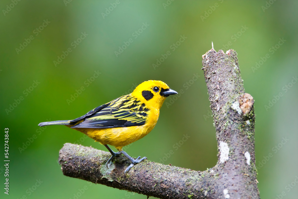 Fototapeta premium Goudtangare, Golden Tanager, Tangara Arthus