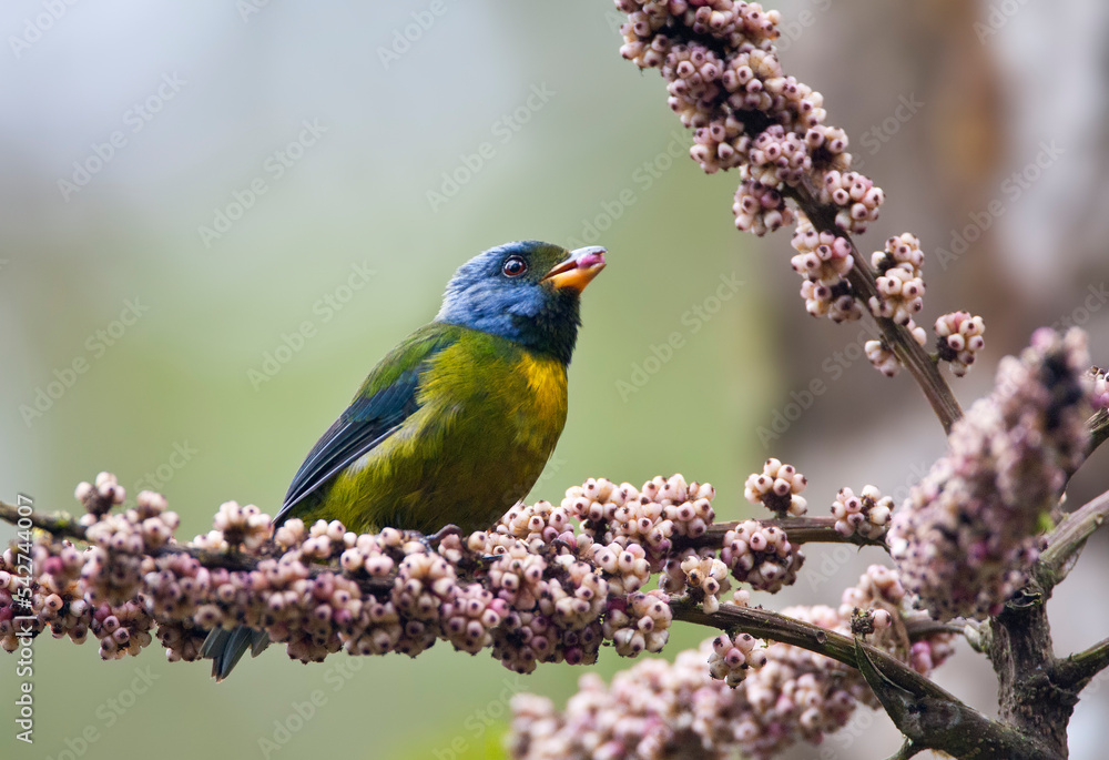 Groenrugtangare, Moss-backed Tanager, Bangsia edwardsi Groenrugtangare, Moss-backed Tanager, Bangsia edwardsi