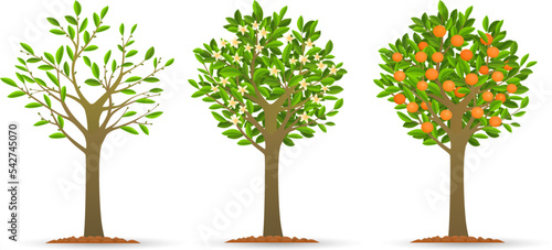 Orange tree growth stages